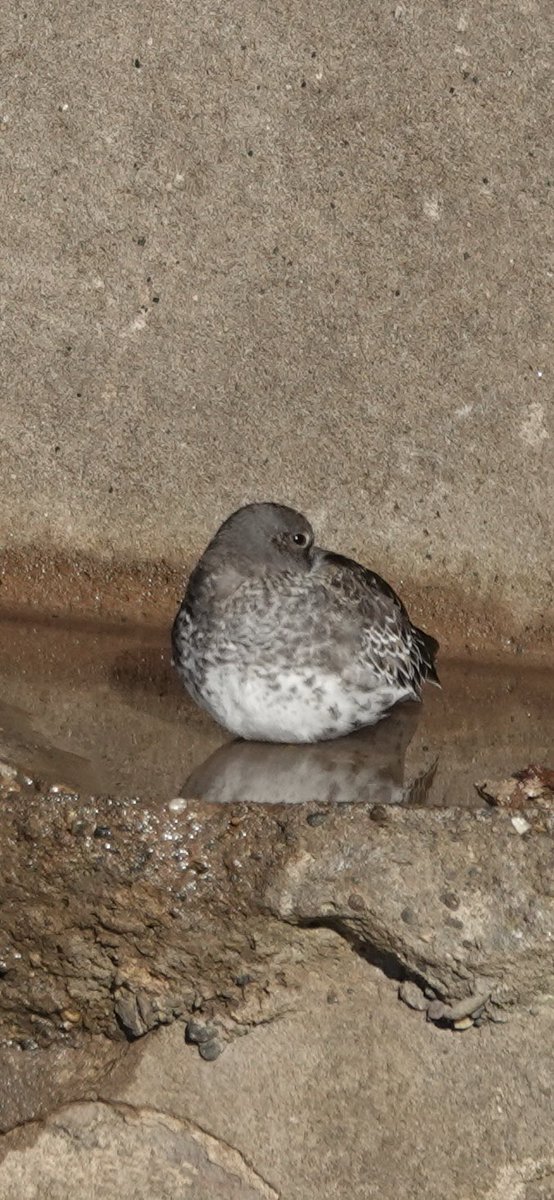 Andy Hill (@sheffandy) on Twitter photo After all the rare bird action, it was nice to chill out with this Purple Sandpiper roosting on the Godwin Battery on Saturday afternoon <a href="/spurnbirdobs/">Spurn Bird Observatory</a> #kilnsea #spurnbirds After all the rare bird action, it was nice to chill out with this Purple Sandpiper roosting on the Godwin Battery on Saturday afternoon <a href="/spurnbirdobs/">Spurn Bird Observatory</a> #kilnsea #spurnbirds