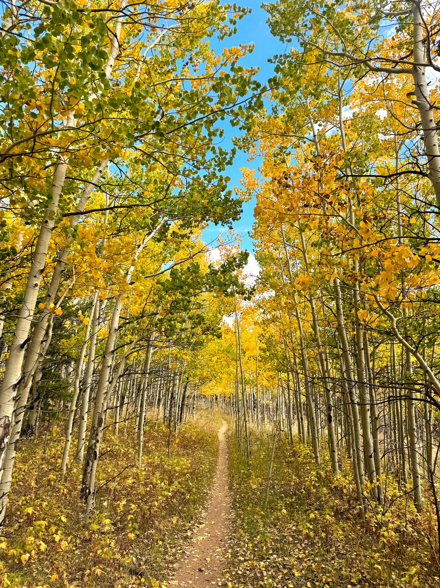 David Roche tweet media