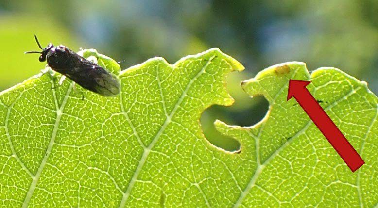 WDCGardener's tweet image. The Elm Zigzag Sawfly is Here! Read about it in the September 2024 issue of Washington Gardener Magazine. See washingtongardener.blogspot.com/2024/09/septem… #gardendc #gardenpests #gardening #GardeningTwitter #gardeningx