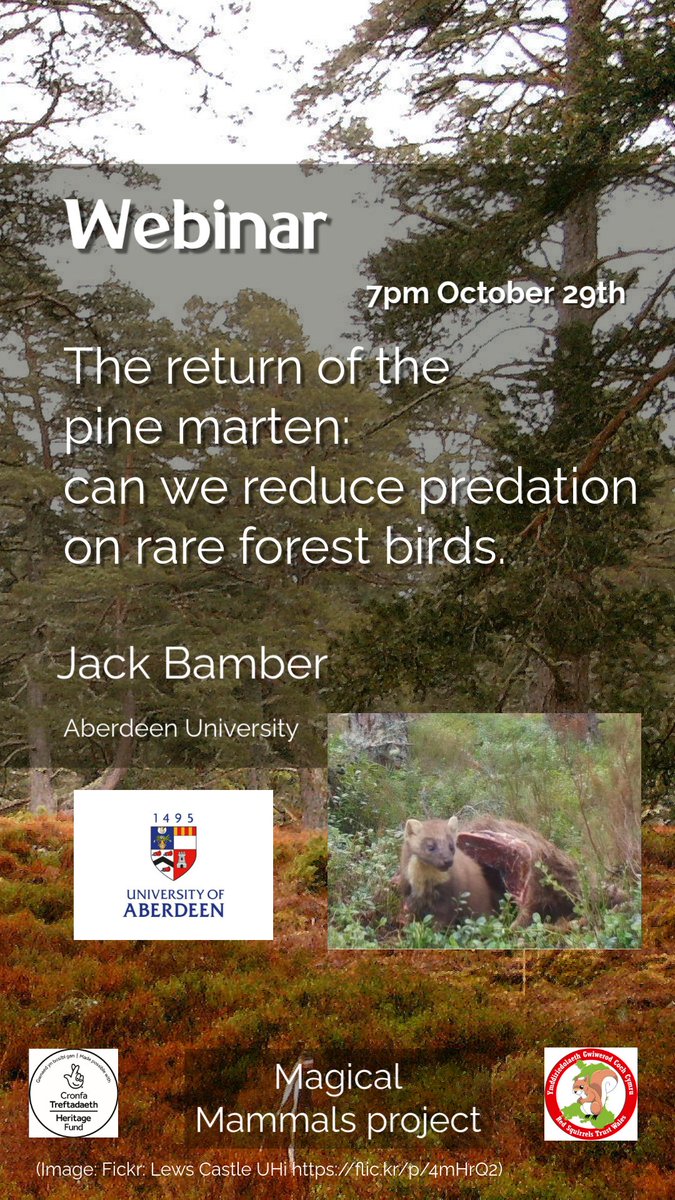 We are delighted that <a href="/Jackbamberzool1/">Jack Bamber</a> is going to present his pioneering pine marten research for us.

To book your place for the October 29th Webinar simply click the link! redsquirrels.info/jack-bamber-pi…