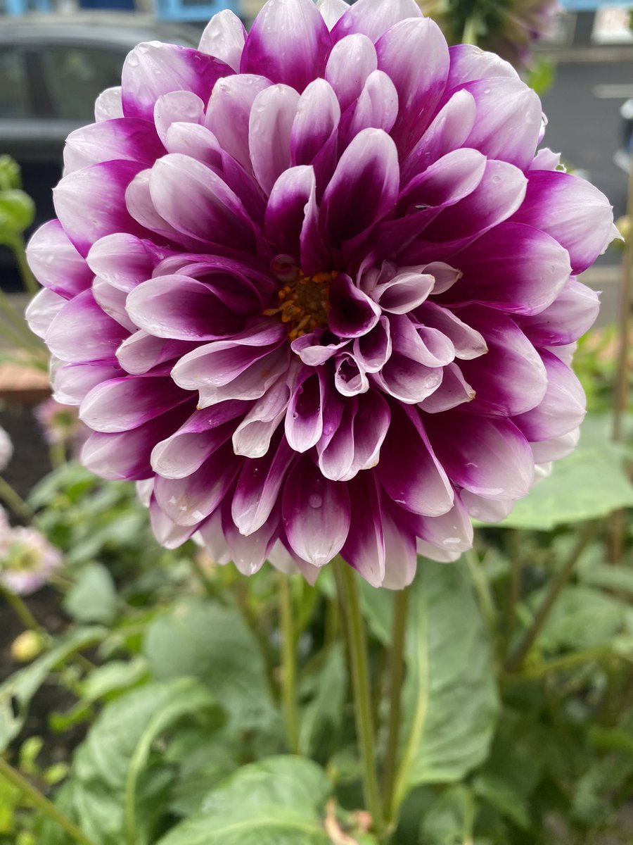 C_Stranks's tweet image. Tidied up the garden today before the rain sets in, and noticed the strawberries are still flowering. Very pleased with my new Abutilon Marion, which I hope will grow well in its semi sheltered location, but not too tall.