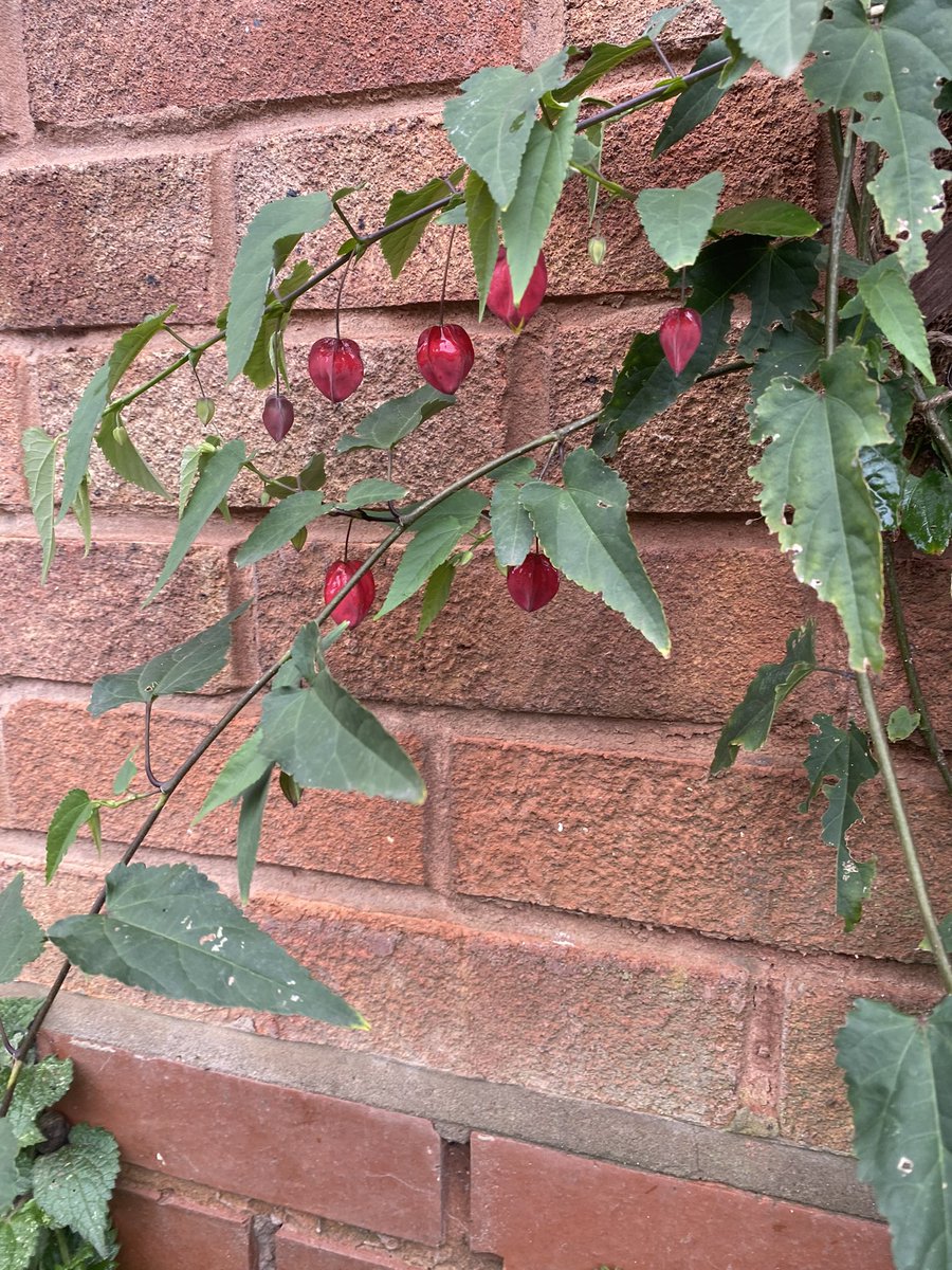 C_Stranks's tweet image. Tidied up the garden today before the rain sets in, and noticed the strawberries are still flowering. Very pleased with my new Abutilon Marion, which I hope will grow well in its semi sheltered location, but not too tall.