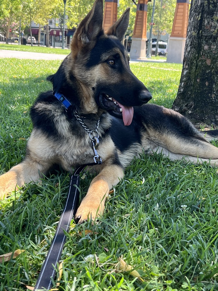 Zuko is a 8+ month old (65 lbs) male puppy who is playful, friendly, loves people (best with older kids, and can be a bit shy at first meeting other dogs (slow introductions help).
wagtopia.com/search/pet?id=…
#AdoptDontShop #GSD #RescueDogs