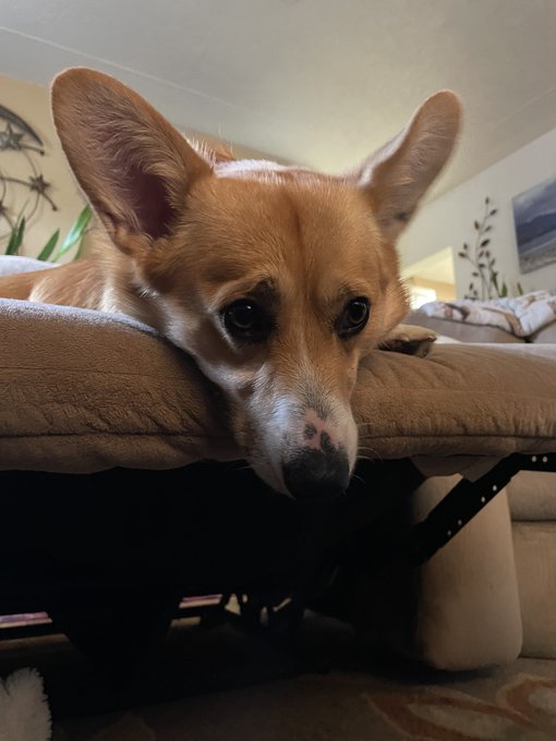 i’m in a better mood today. I am dogsitting mr. bagel again :) https://t.co/2yr7wcWTie