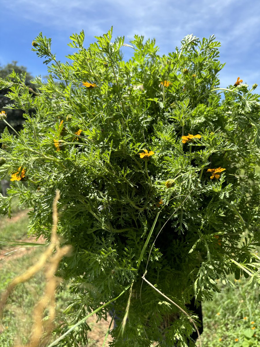 Ya empezaron a crecer las flores silvestres para los altares de muertos de mi pueblo.
Ya se está cocinando el #mezcal y las mujeres de mi familia empezamos a comprar los ingredientes para el mole.