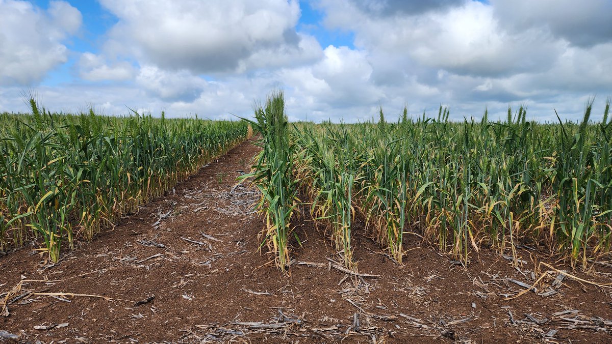 Corbin Schuster tweet media