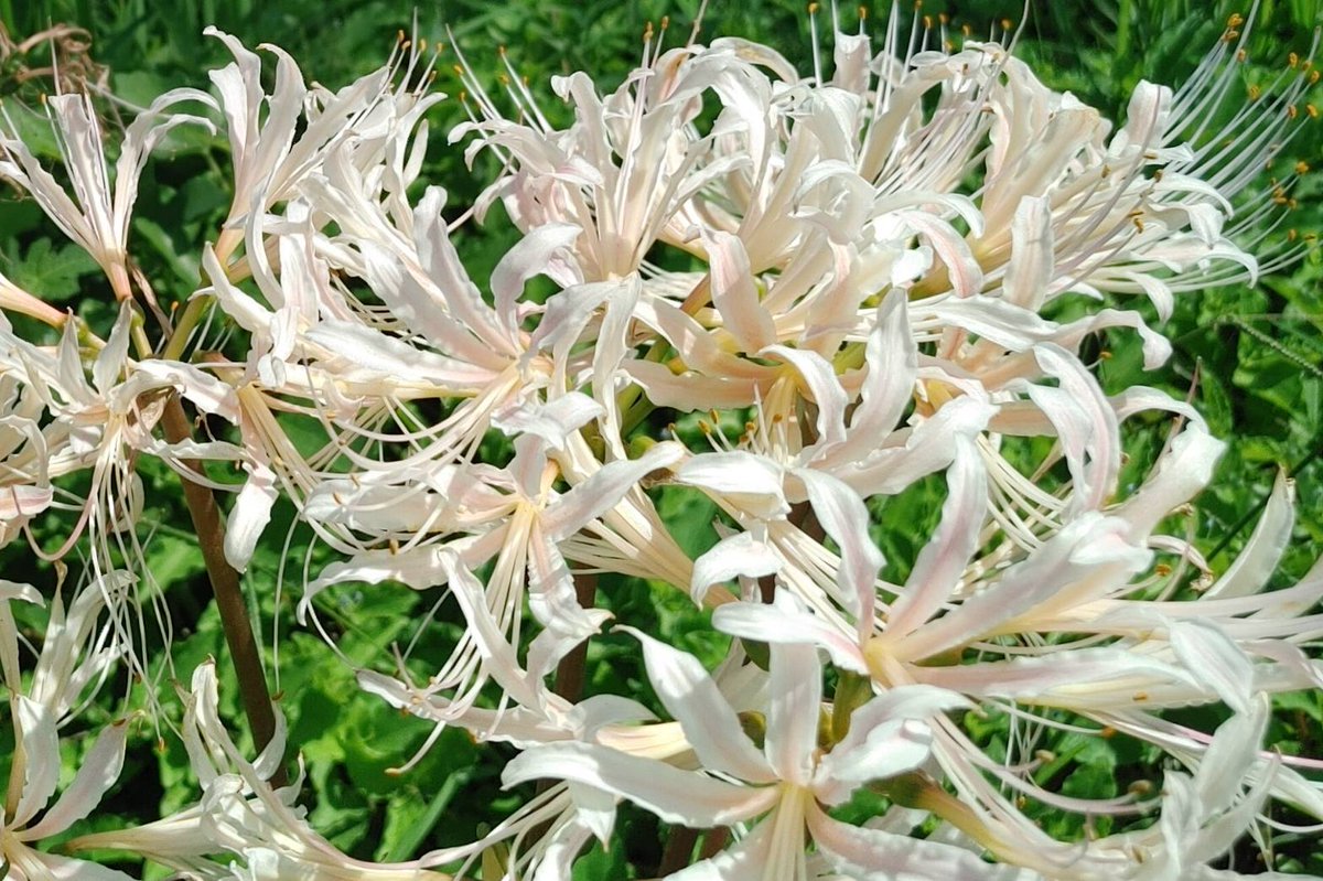 おはようございます🤗

快晴☀️～暑くなりそう💦

昨日オラオラでいった効果
あったのか🔥

根性あるやん‼️w
早朝からいる🤣

～低浮上～👻になると
思いますがリプ置いてて下さい🙋

体力あるうちに🔥ｷｱｲ
とりあえずやるとこはするで🔥

１０月もよろしくお願いします🤗

#おは戦61001🔥gr