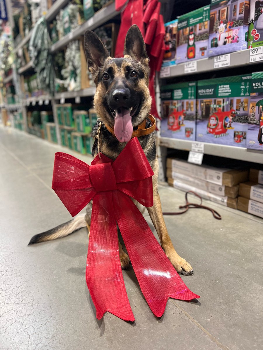 I just wanted to post a picture of my dog, that's all.