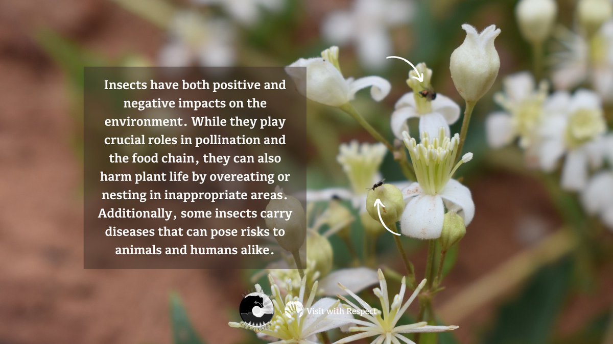 Insects play a significant role in the ecosystem. Are you curious about both their positive &amp; negative impacts on the Bears Ears region? Read on to discover more about the essential role insects play. 🐞🕷️