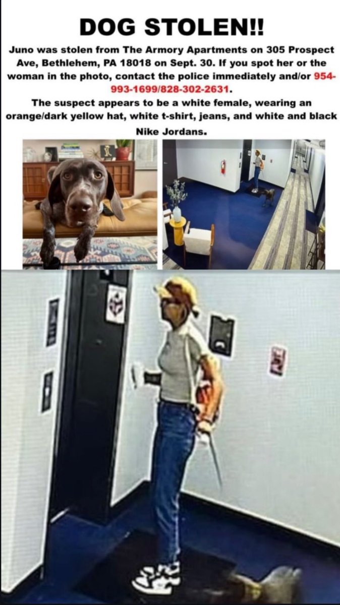 carolinegrac's tweet image. Idk if I have followers in Philly but please be on the look out for this POS person or sweet baby angel Juno the Dog