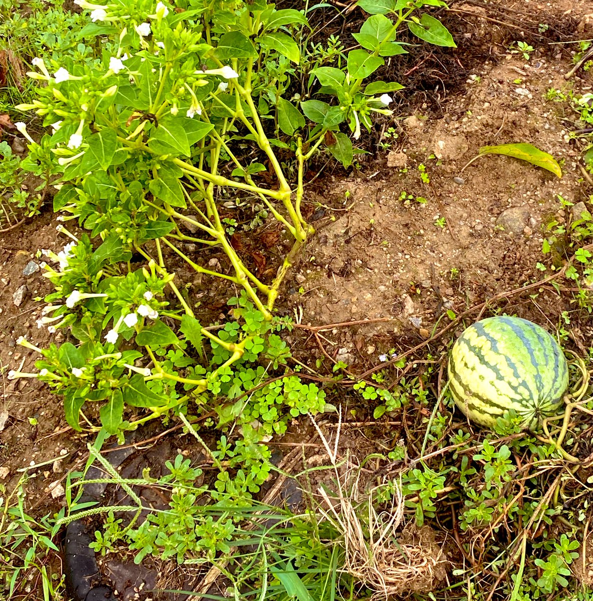 구글 흔적을 남기고 밖으로 밀다(TG:e10838).her