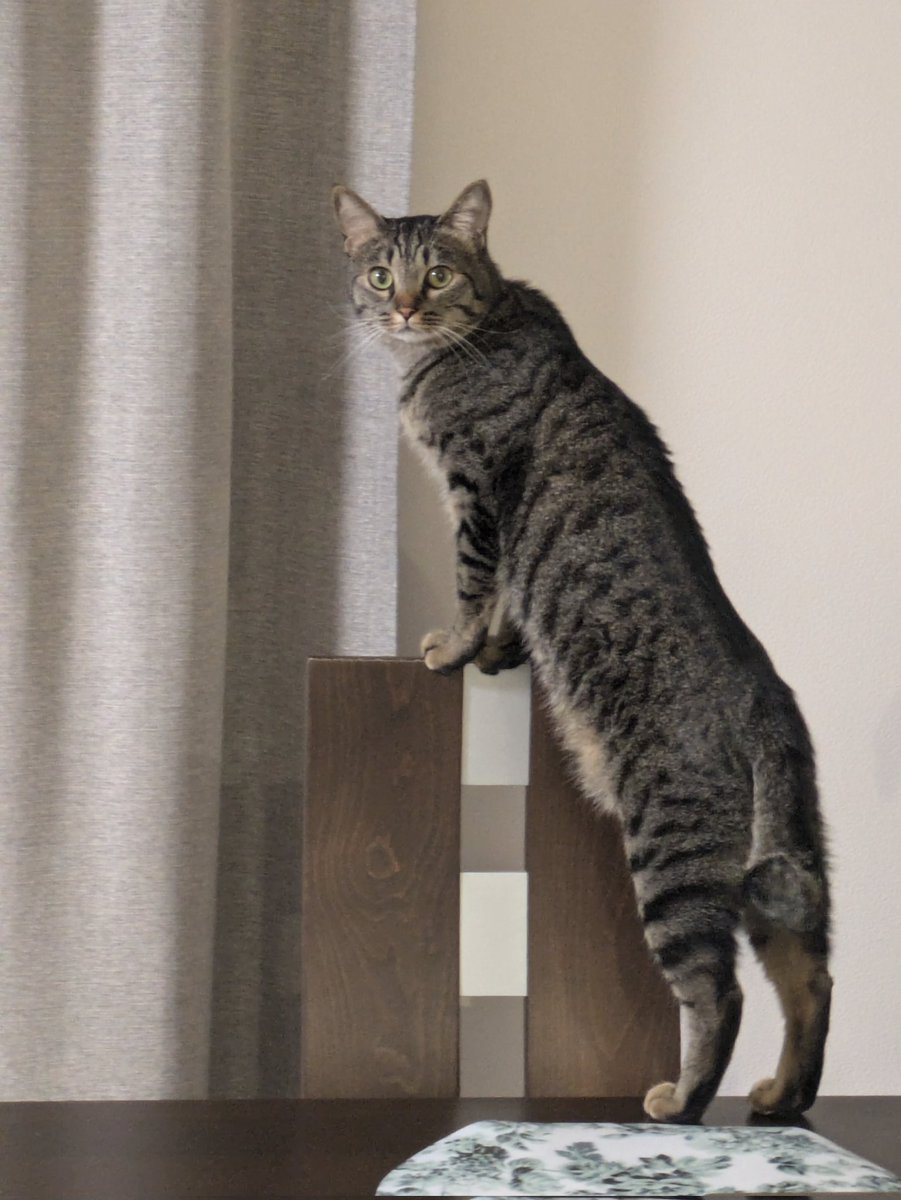 Korotaaaa's tweet photo. 伸びると長〜〜いころた君
顔ちっちゃ！😂
#猫のいる暮らし https://t.co/yyF05qJMrN