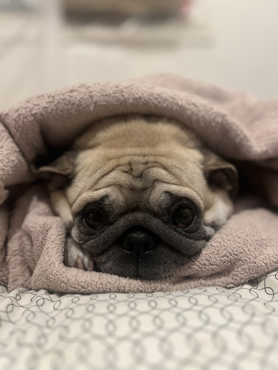 kayeokki's tweet photo. Burrito mode https://t.co/UKCionYtWw
