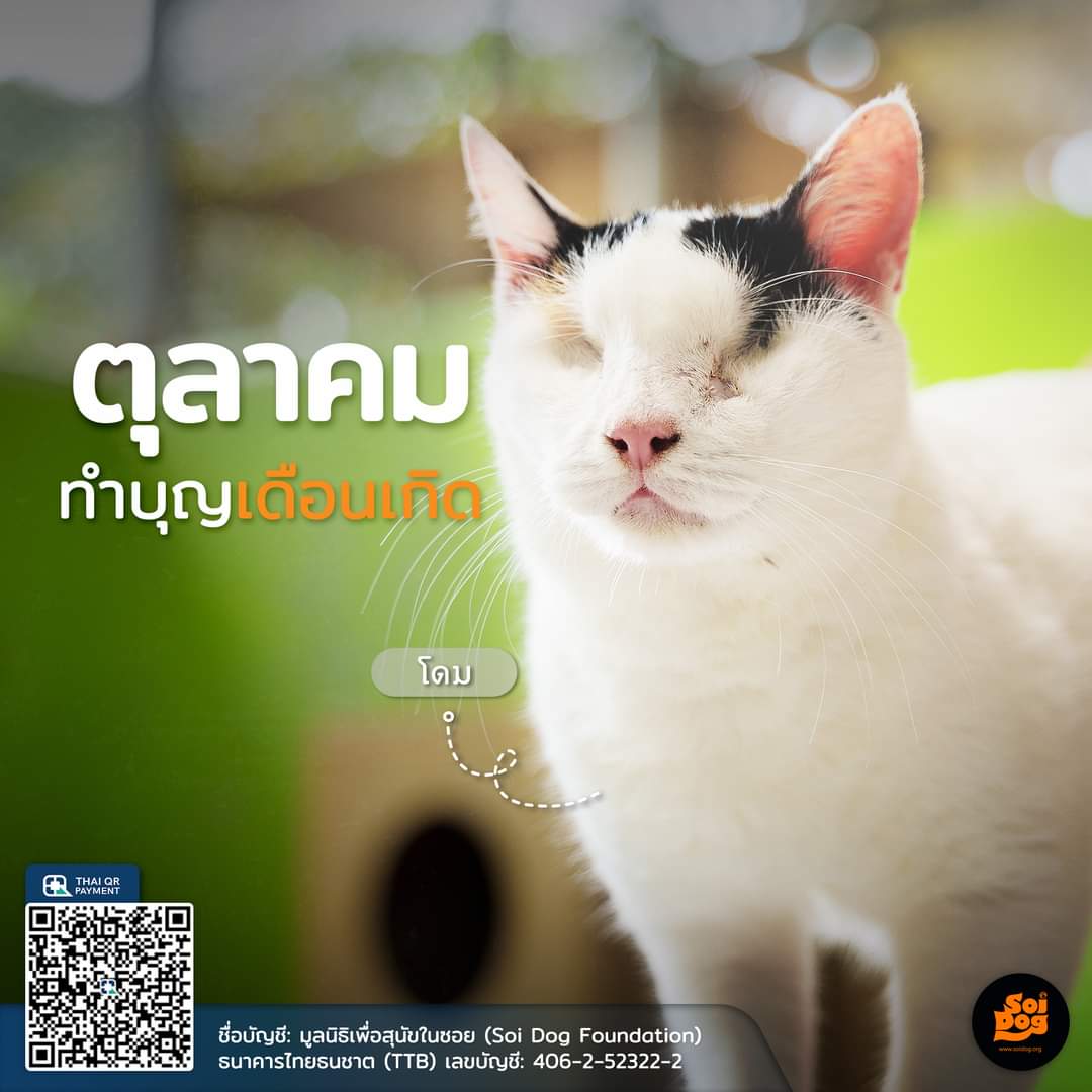 มูลนิธิเพื่อสุนัขในซอย (ซอยด๊อก) tweet media