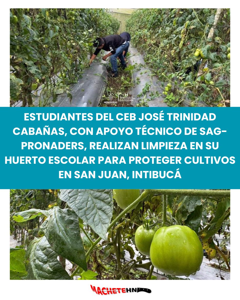 machetehn2009's tweet image. Estudiantes del Centro de Educación Básica José Trinidad Cabañas junto a la asistencia de equipo técnico de #SAG_PRONADERS, realizan práctica de limpieza en su #HuertoEscolar, esto como medida de protección a los cultivos. 🌱🍅

#perletti