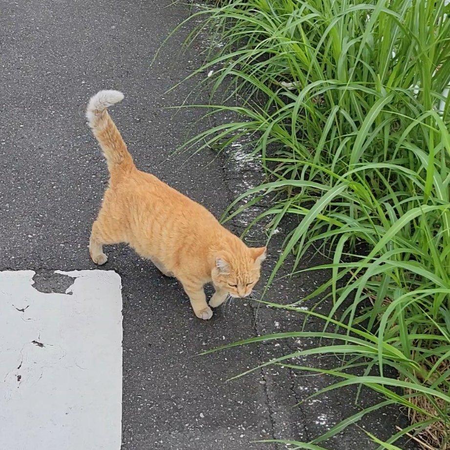 datemono0902's tweet photo. おはようございます！
今日の東京の天気は曇一時雨
最高気温は26℃

ウォーキングしてたら
猫と遭遇しました_(　_´ω`)_

久しぶりの投稿です
今年が残り3ヶ月…
あっという間！
10月もよろしくお願いします！

#企業公式が毎朝地元の天気を言い合う
#企業公式秋のフォロー祭り
#企業公式相互フォロー https://t.co/RY57gNxxjT