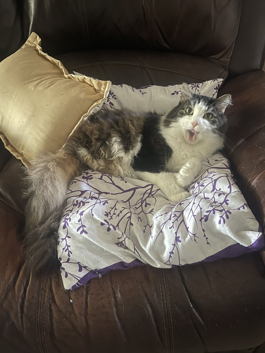 anakintwolegs's tweet photo. Anakin gets soooo comfy on the couch pillows 😻💜
#anakintwolegs #anakin #twoleggedcat #2legged #2leggedcat #bipedal #CatsofTwittter https://t.co/WtrsNFiFhk