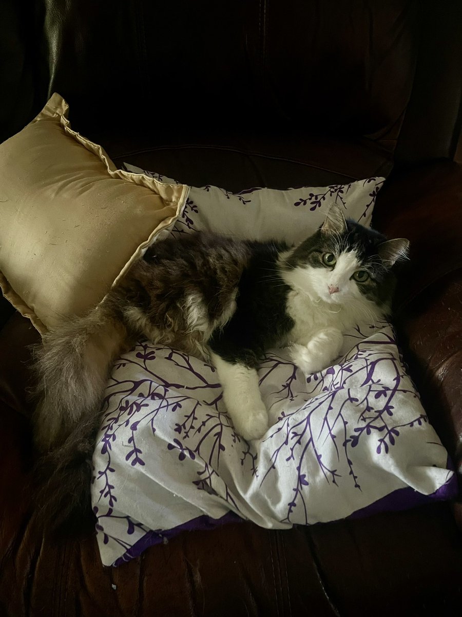 anakintwolegs's tweet photo. Anakin gets soooo comfy on the couch pillows 😻💜
#anakintwolegs #anakin #twoleggedcat #2legged #2leggedcat #bipedal #CatsofTwittter https://t.co/WtrsNFiFhk