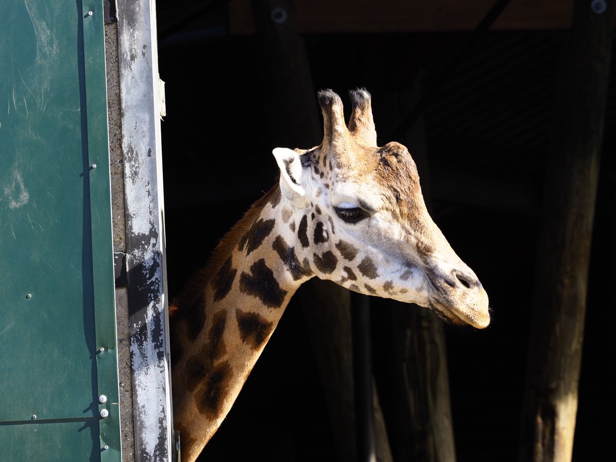 Some from a recent visit to Marwell Zoo. #olympusomd #breakfreewitholympus