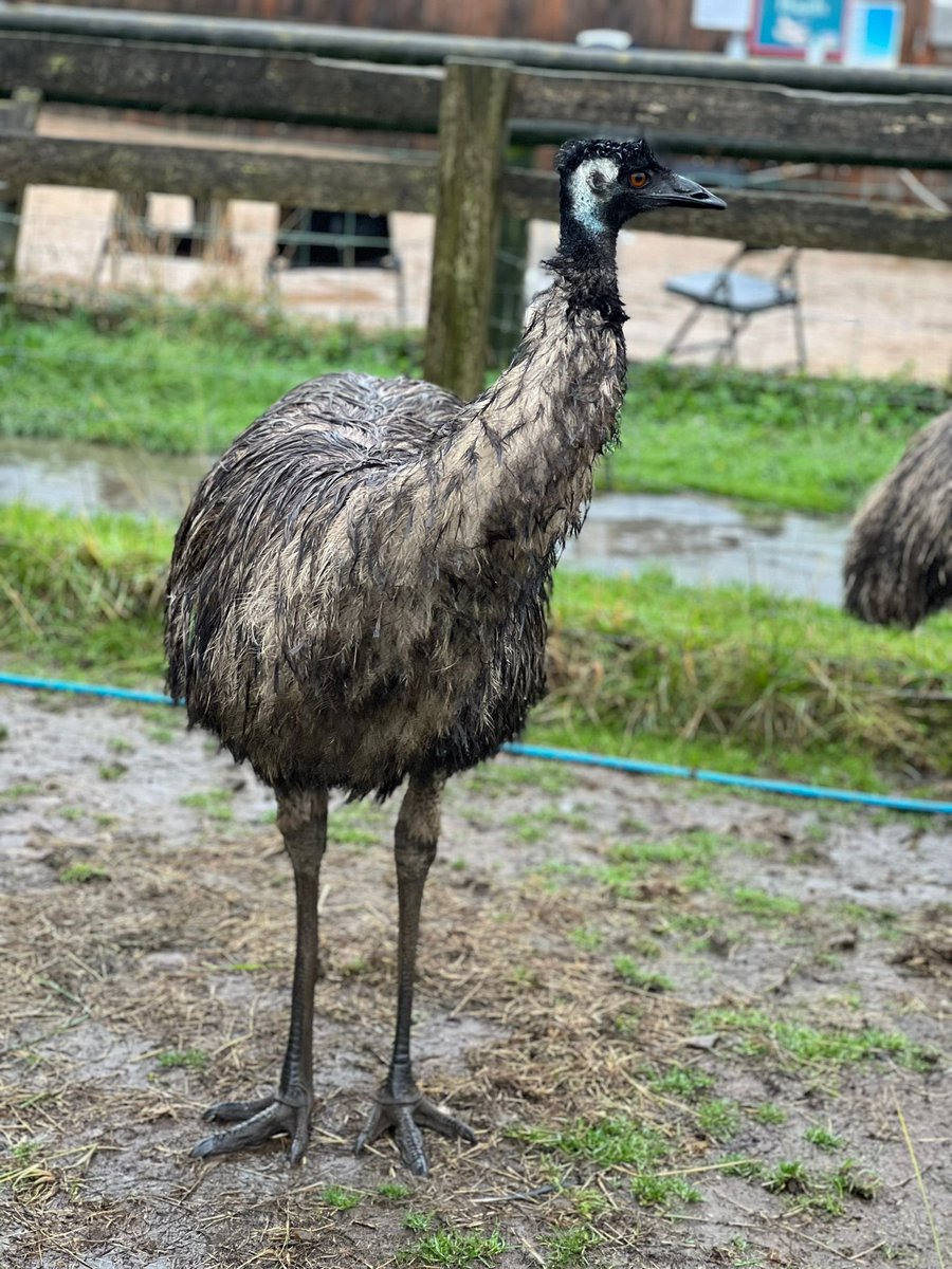 Blimey what a rainy day on the farm !!! Emu stewed .. 🤦🏼‍♂️ they certainly liked the rain though.