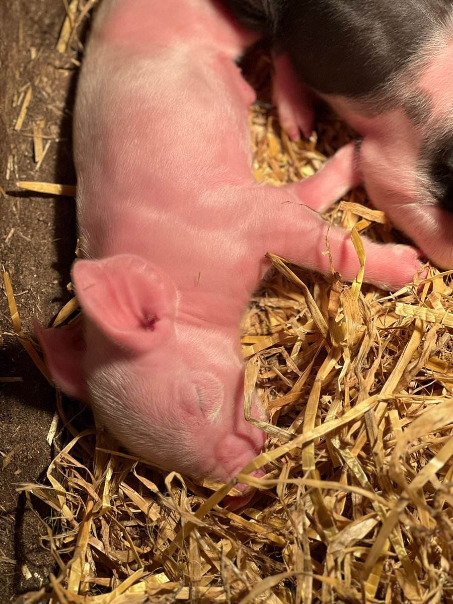 New births on the farm today 🐽🐽