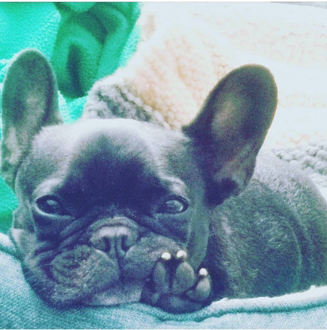 sharon halpin tweet media