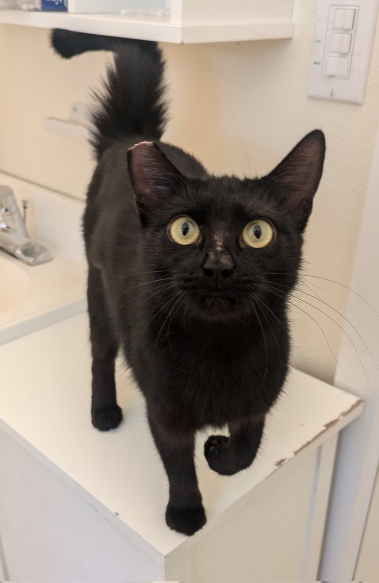 sealsonthemoon's tweet photo. Help me name my kitty.. she just showed up at our door. We've been thinking Willow, Lilith, Phoebe.. but I need suggestions lol https://t.co/OjVTldqkhx