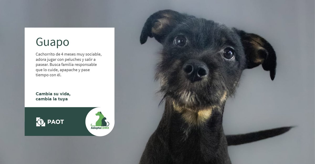 PAOTmx's tweet image. Guapo✨tiene 4 meses, adora los peluches🧸e ir a jugar al parque.🏞️
Es muy cariñoso❤️y de energía alta⚡️, busca una familia👨‍👧‍👦donde le den muchos juguetes🎾, en especial peluches.
Déjate enamorar🥰por este negrito hermoso.🌚
Datos de adopción👇
📞5514218960
📧laadopteria@gmail.com