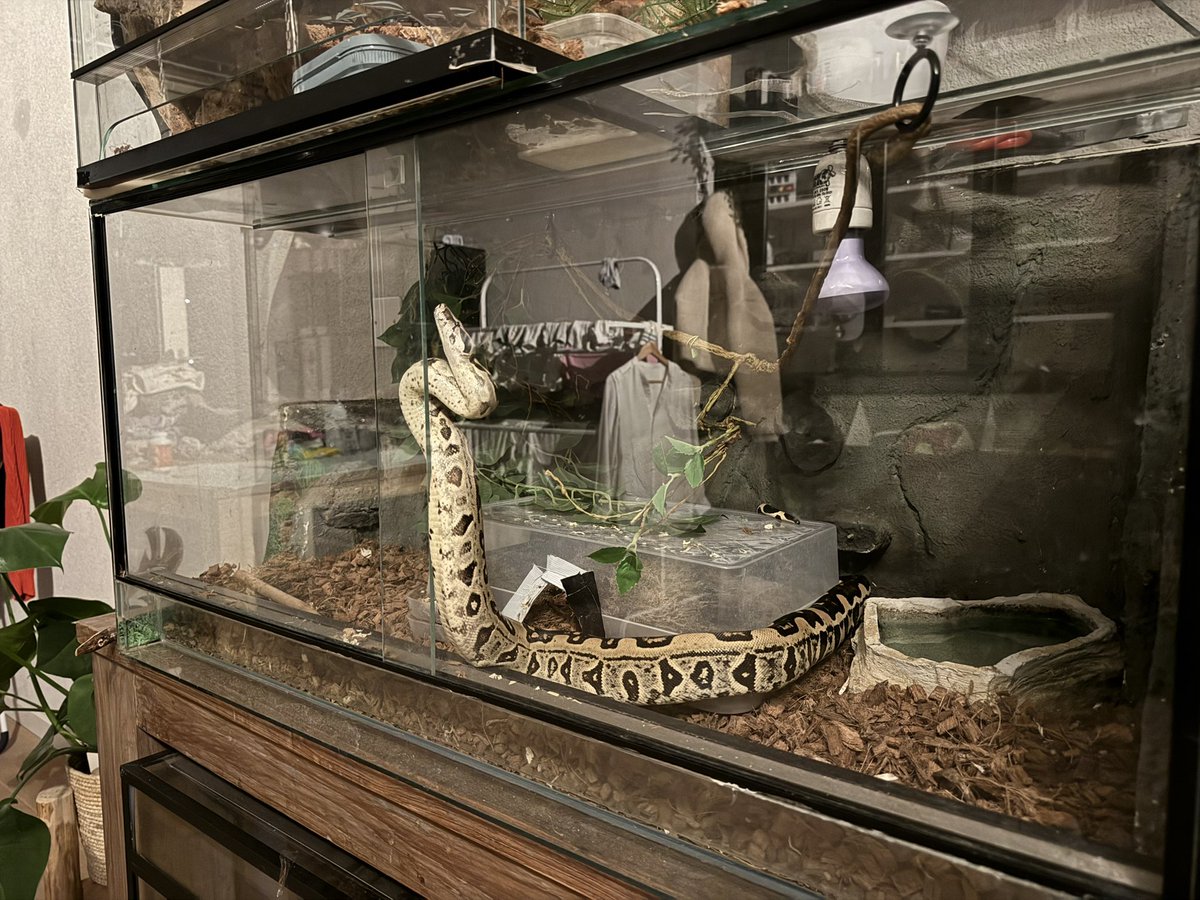 Waterbakje for scale, Dalí krijgt binnenkort een upgrade naar groter terrarium want hij groeit echt niet normaal