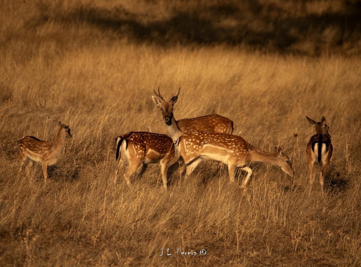 GuitoEx's tweet photo. No hace falta viajar a #africa para ver imágenes parecidas a estas de las gacelas en la sabana.
En algunas #dehesa de @extremadura_tur podemos ver en #Otoño las manadas de #gamos al atardecer.
#vidasalvaje
#animalessalvajes
#fotografíadenaturaleza
@birdextremadura https://t.co/4bdkBYXw2N