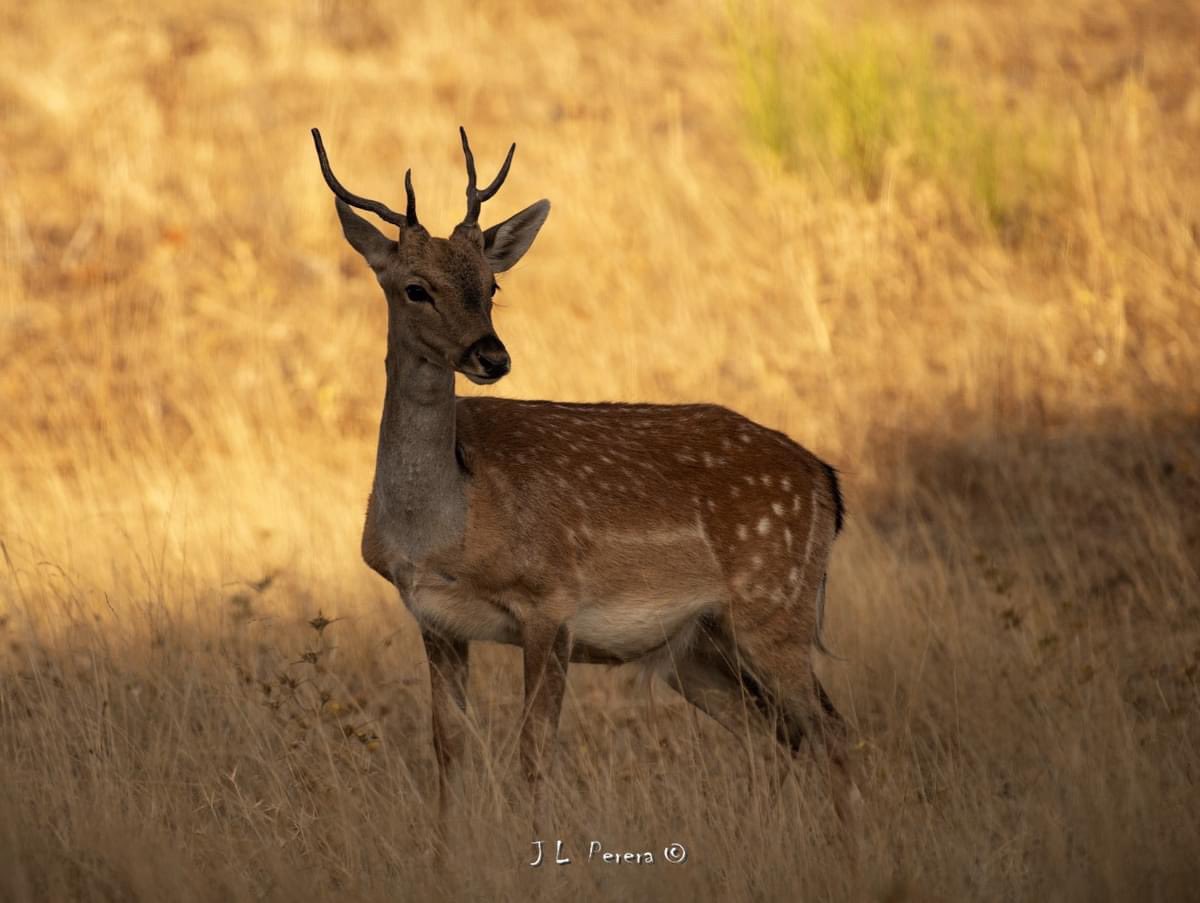 GuitoEx's tweet photo. No hace falta viajar a #africa para ver imágenes parecidas a estas de las gacelas en la sabana.
En algunas #dehesa de @extremadura_tur podemos ver en #Otoño las manadas de #gamos al atardecer.
#vidasalvaje
#animalessalvajes
#fotografíadenaturaleza
@birdextremadura https://t.co/4bdkBYXw2N