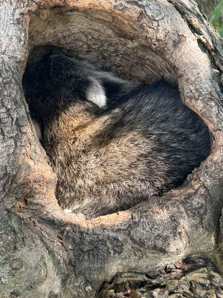 GodOfGlizzy_'s tweet image. I bet not many of you have gotta face to fuzzy side of a sleeping raccoon in a tree before. Well here’s a pov from work today. 

#treework #arborist #raccoon