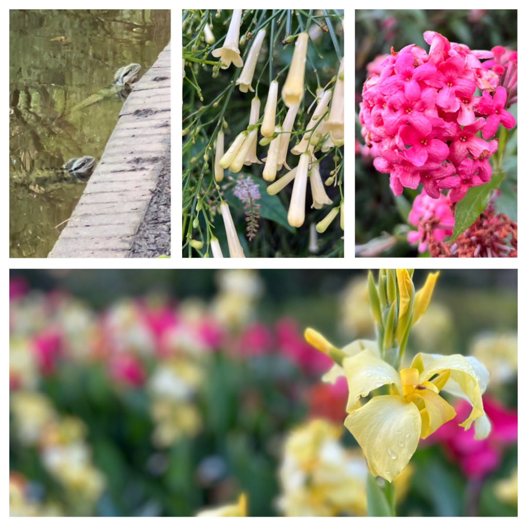 GeometricRabbit's tweet image. My heart is so full from the opportunity to watch the sun rise over these lands, to enjoy the natural cacophony within the botanical walls, to sit beneath a Banyan Fig and experience what Judith Wright described in her poem Five Senses.

#IIFS24 #HappyMaking #walking #Brisbane
