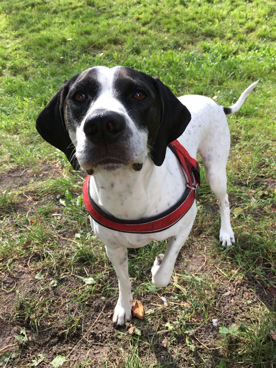 Zaginął pies, Bąkowiec
Zaginął Marti Zaginął 16 września 2024 w Bąkowcu. Prawdopodobnie skradziony z podwórka....
wieszgdziezwierz.pl/psy/zaginione/…
#zaginąłpies #zaginął #pies #bąkowiec