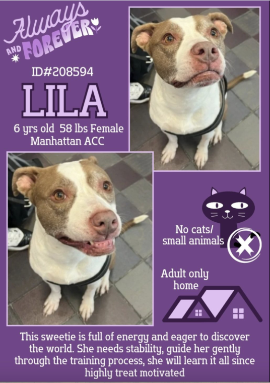 BeeDoDoobieDo's tweet photo. it's L💜I💛L 💚A - lovely 6yr old girl looking for a way out of the shelter!
Lila was brought in stray #35Days ago, she is ready to go home today as she has been spayed. No one has come forward looking for her SO....Lila is looking forward to moving on with her love and life. She is treat motivated, is used to 🐕🦺 harness walks and has
⚡️energy to burn... or not...depending on what her human has in store for the day.
Meet her in Manhattan🗽https://t.co/QOyxo7y6aG