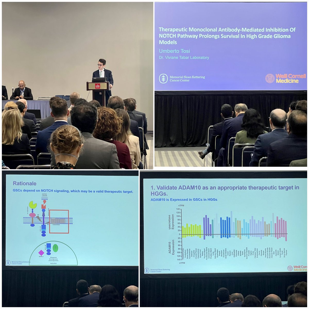 The Yang Lab (@theyanglab1) on Twitter photo Monoclonal antibody-mediated inhibition for HGG models <a href="/CNS_Update/">CNS</a> <a href="/UmbertoTosi/">Umberto Tosi</a> #DrVivianeTabar <a href="/MSKCancerCenter/">Memorial Sloan Kettering Cancer Center</a> #2024CNS #CNS2024 <a href="/IsaacYangMD/">Isaac Yang MD</a> <a href="/UCLAHealth/">UCLA Health</a> <a href="/UCLANsgy/">UCLA Neurosurgery 🧠</a> <a href="/dgsomucla/">David Geffen School of Medicine at UCLA</a> <a href="/HarborUCLA/">Harbor-UCLA Medical Center</a> <a href="/HarborUCLASurg/">Harbor-UCLA Surgery</a> <a href="/HarborTrauma/">Harbor-UCLA Trauma</a> #neurosurgery Monoclonal antibody-mediated inhibition for HGG models <a href="/CNS_Update/">CNS</a> <a href="/UmbertoTosi/">Umberto Tosi</a> #DrVivianeTabar <a href="/MSKCancerCenter/">Memorial Sloan Kettering Cancer Center</a> #2024CNS #CNS2024 <a href="/IsaacYangMD/">Isaac Yang MD</a> <a href="/UCLAHealth/">UCLA Health</a> <a href="/UCLANsgy/">UCLA Neurosurgery 🧠</a> <a href="/dgsomucla/">David Geffen School of Medicine at UCLA</a> <a href="/HarborUCLA/">Harbor-UCLA Medical Center</a> <a href="/HarborUCLASurg/">Harbor-UCLA Surgery</a> <a href="/HarborTrauma/">Harbor-UCLA Trauma</a> #neurosurgery