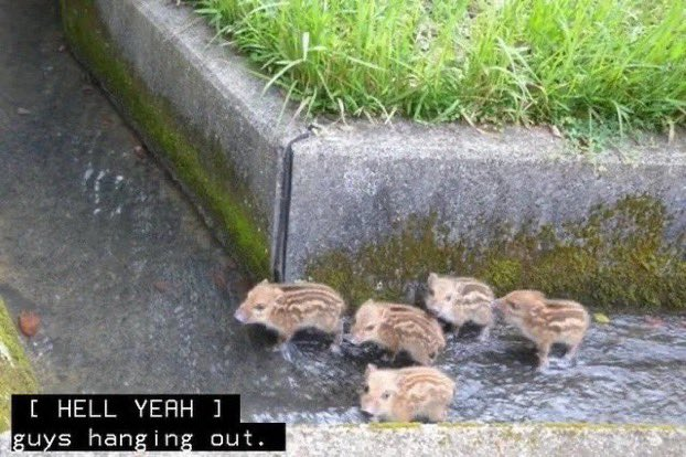 Cibernet tweet media