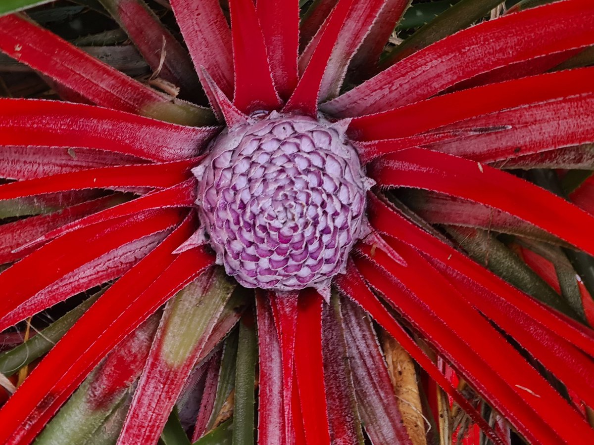 Red alert in my garden!