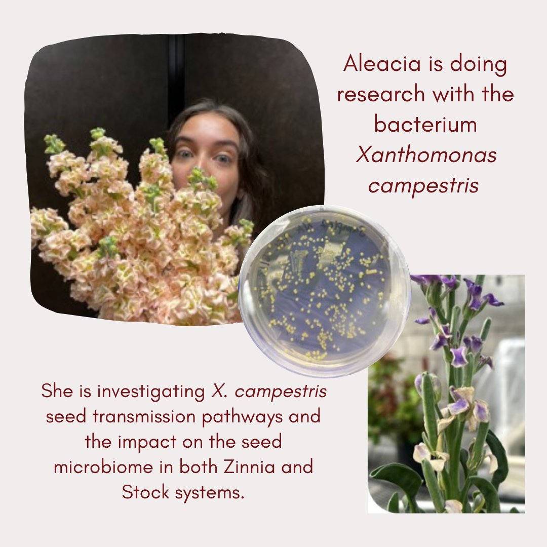 Ohio State Plant Pathology Graduate Students (@osuppgsa) on Twitter photo ✨️Graduate Student
Spotlight Series✨️
This week, we want to showcase <a href="/LairdAleacia/">Aleacia Laird</a>. She is serving as PPGSA secretary and as executive in the Graduate Student Advisory Council (GSAC). Find more on why she chose to study plant pathology <a href="/OSUPlantPath/">OhioStatePlantPath</a> 🪴🦠 ✨️Graduate Student
Spotlight Series✨️
This week, we want to showcase <a href="/LairdAleacia/">Aleacia Laird</a>. She is serving as PPGSA secretary and as executive in the Graduate Student Advisory Council (GSAC). Find more on why she chose to study plant pathology <a href="/OSUPlantPath/">OhioStatePlantPath</a> 🪴🦠