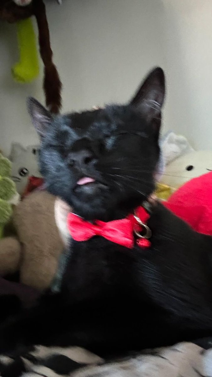 slimy_twink's tweet photo. @frozenyogurrtt this is my kitty Crowbar isn’t she perfect https://t.co/VXZXBsARSZ