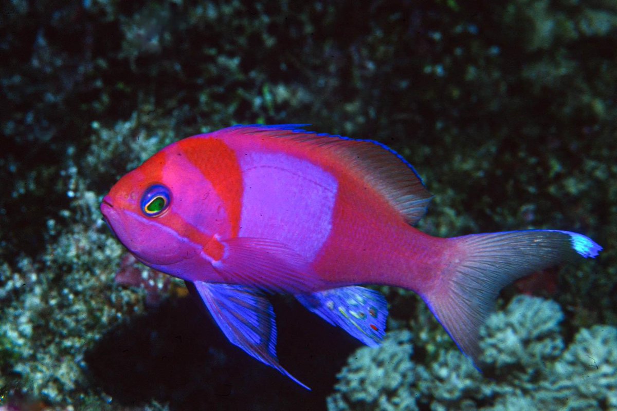 The Squarespot Anthias (Pseudanthias pleurotaenia) is a vibrant and captivating marine fish found around reefs at depths ranging from 33 to 591 feet (10 to 180 metres). I photographed this particular one in Fiji at a depth of 130 feet. #fiji <a href="/ExplorersClub/">The Explorers Club</a> <a href="/RCGS_SGRC/">Royal Canadian Geographical Society</a> #fish