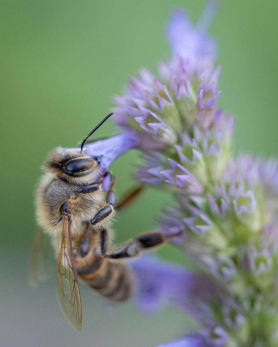 Just another dose of vitamin bee 🐝 Drinking deep for #TuesdayBlue 💙

#bee #pollinators #insects #wildlife #naturelovers #nature #NatureBeauty #macro #wildlifephotography