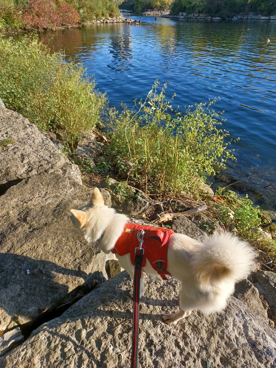 Jaspermonkey1's tweet photo. First me went to lake with Diana then me saw Tiffany now me tired. Me go bed. https://t.co/I8eoZLWd09