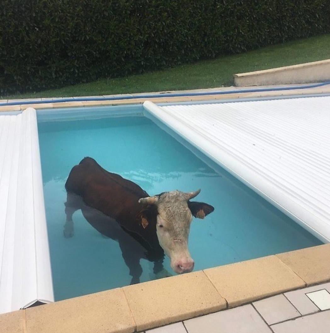 ir borracho de sidra se siente así