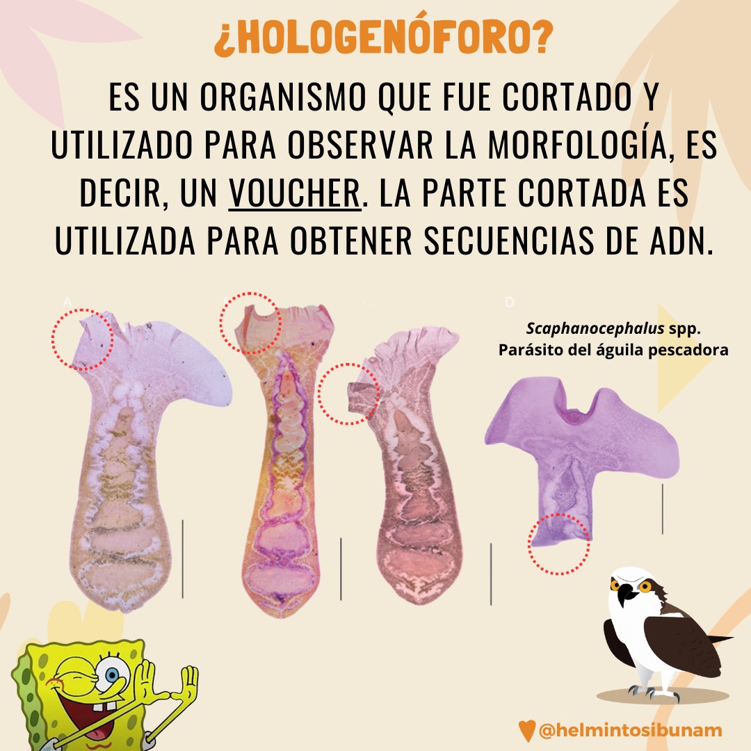 HelmintosIB's tweet photo. ¡¿Qué es eso?! 
En ocasiones, el hospedero puede albergar varias especies de parásitos. Por lo que es necesario tener vouchers y registros fotográficos que nos permita tener una idea de cómo son, y así tener la concordancia entre la secuencia de ADN y el parásito.
#Parásitos https://t.co/NnHmeRjfgt