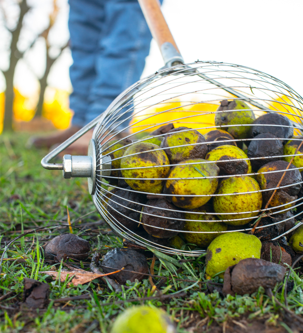 This year our #blackwalnutharvest will only run for 2 weeks, from Oct. 7th-20th.  Be sure to gather your #blackwalnuts as soon as they fall &amp; are still mostly green. Find hulling station near you:
black-walnuts.com/discover-harve…

#handharvested #wildfoods #foraging #foragedfoods #harvest