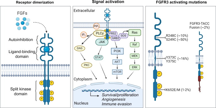 Roger Li tweet media