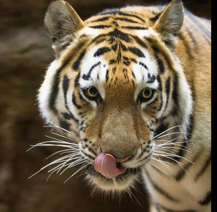 Steve Grossi tweet media