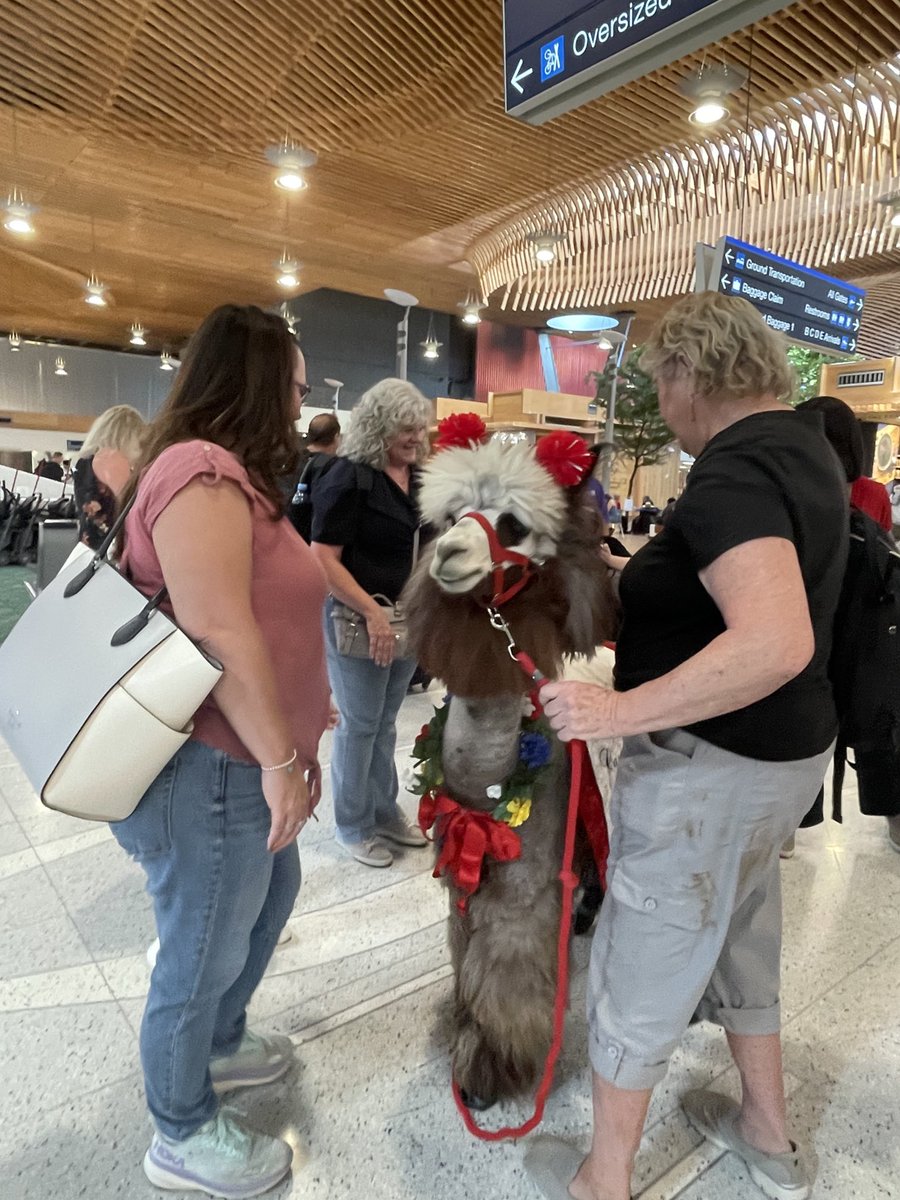 The #pdx therapy alpacas look too cute to be real!