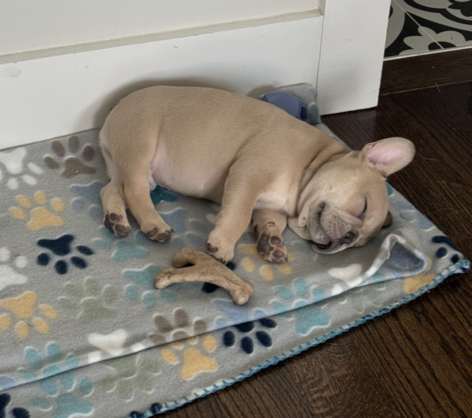 Vanderbilt MSTP (@vanderbiltmstp) on Twitter photo Say hello to Billy, the newest addition to <a href="/SoonToBeMDPhD/">Avery Bogart, PhD</a>'s (G4) household! This ball of energy loves every toy, treat, and bone he can get his paws on. So far, he hasn’t met a human or animal that he doesn’t want to befriend! Say hello to Billy, the newest addition to <a href="/SoonToBeMDPhD/">Avery Bogart, PhD</a>'s (G4) household! This ball of energy loves every toy, treat, and bone he can get his paws on. So far, he hasn’t met a human or animal that he doesn’t want to befriend!